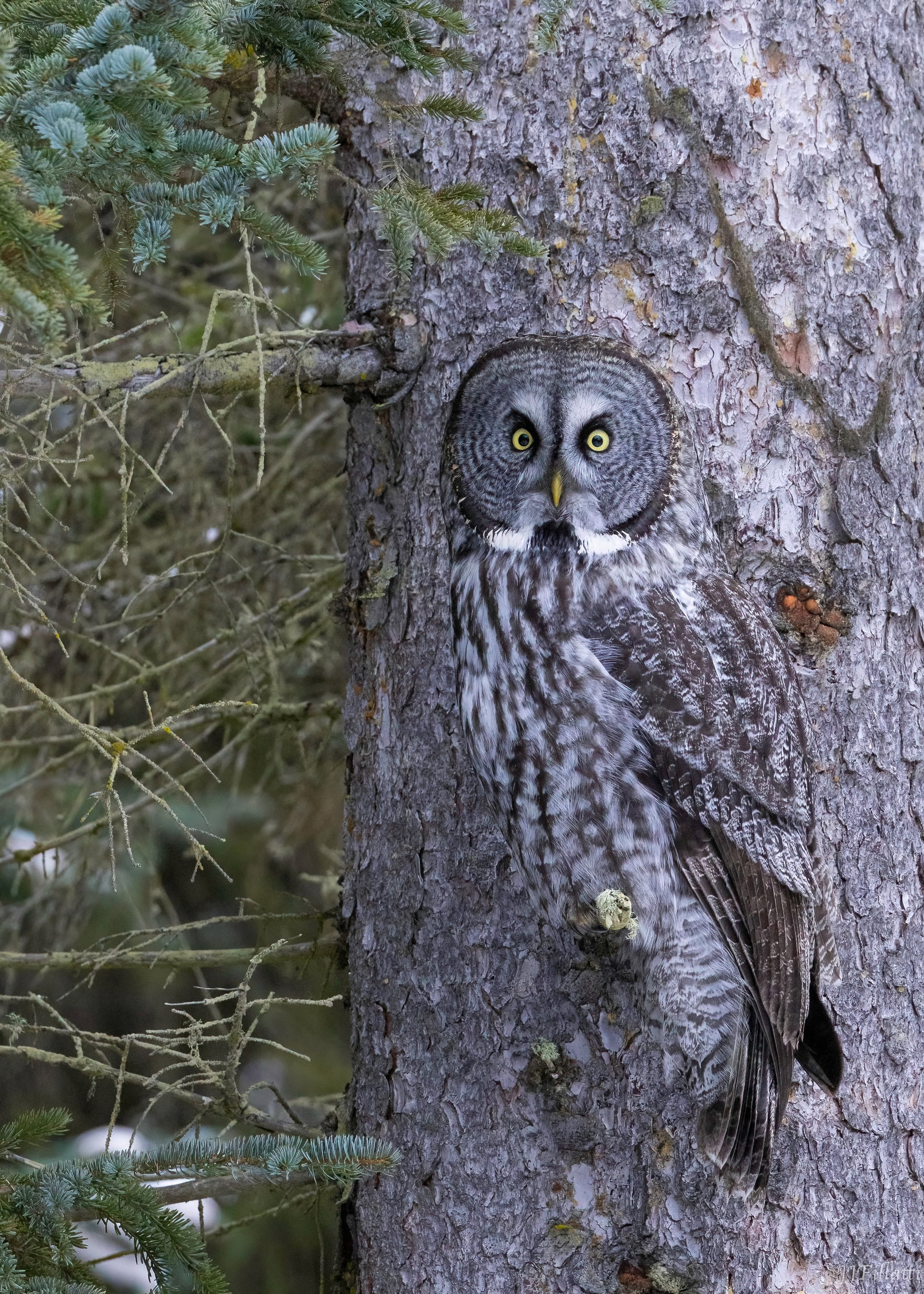 bird of homer alaska image 33